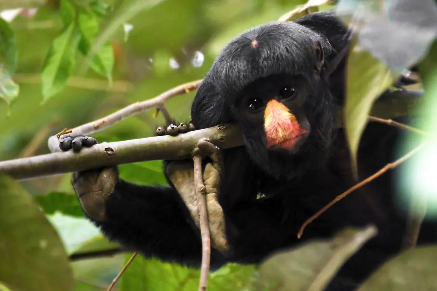 Salada Verde - Pará ganha guia de bolso para identificação de primatas