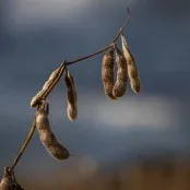 Soja cai timidamente em Chicago nesta 6ª feira, acompanhando perdas fortes do óleo