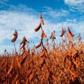 Soja começa nova semana em alta na Bolsa de Chicago e volta a focar fundamentos nesta 2ª