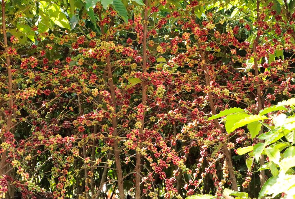 AGRICULTURA FAMILIAR - Assistência técnica e extensão rural encerra 2025 com metas executadas e valores recordes na produção cafeeira