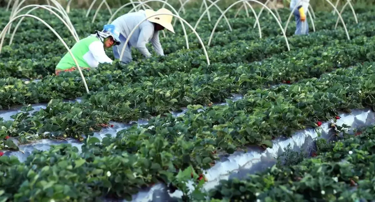 Agro - Finep anuncia investimento de 74,9 milhões para agricultura familiar