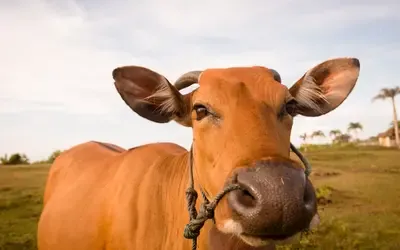 Agronegócios | Boi Gordo - Boi gordo hoje: confira as cotações para esta terça-feira (9)