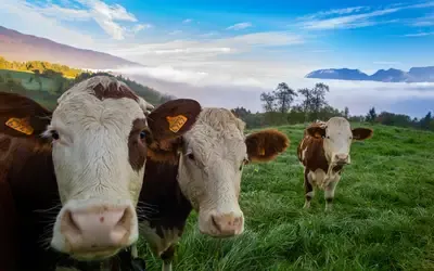 Agronegócios | Boi Gordo - Preço do boi gordo hoje: confira as cotações para terça-feira (2)