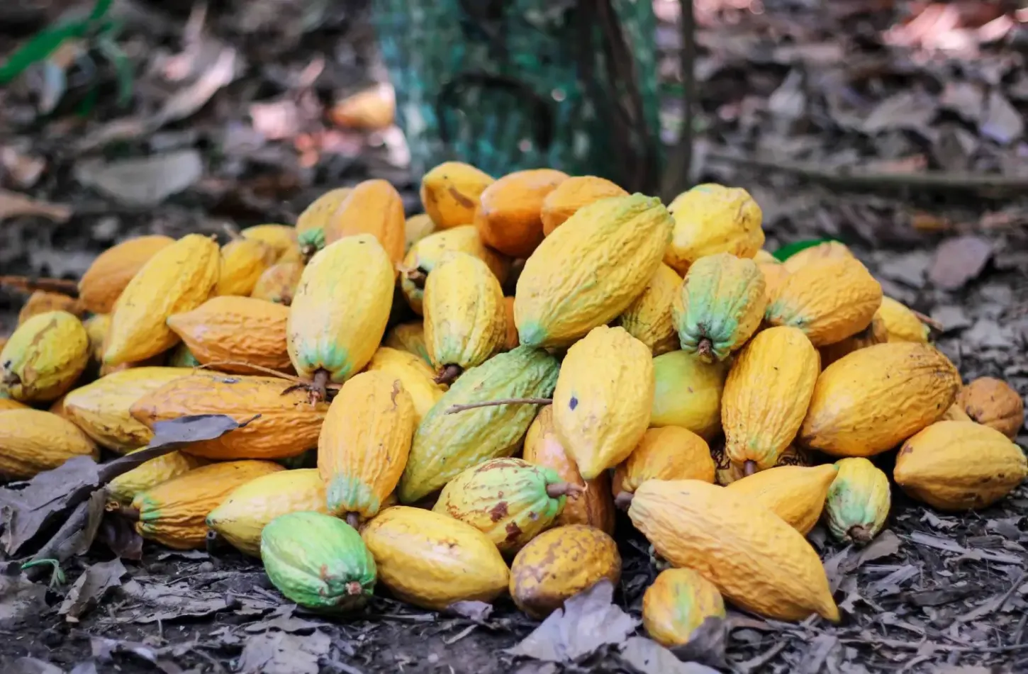 Análises - Consórcio de cacau com nativas fortalece a bioeconomia no Sul da Bahia