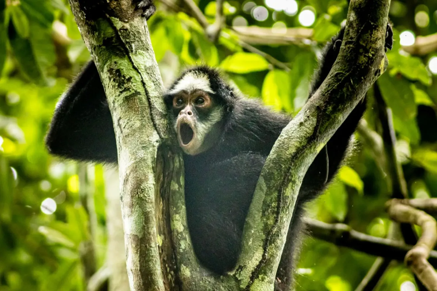 Notícias - Macaco-aranha-da-cara-branca é destaque de pesquisa e ...
