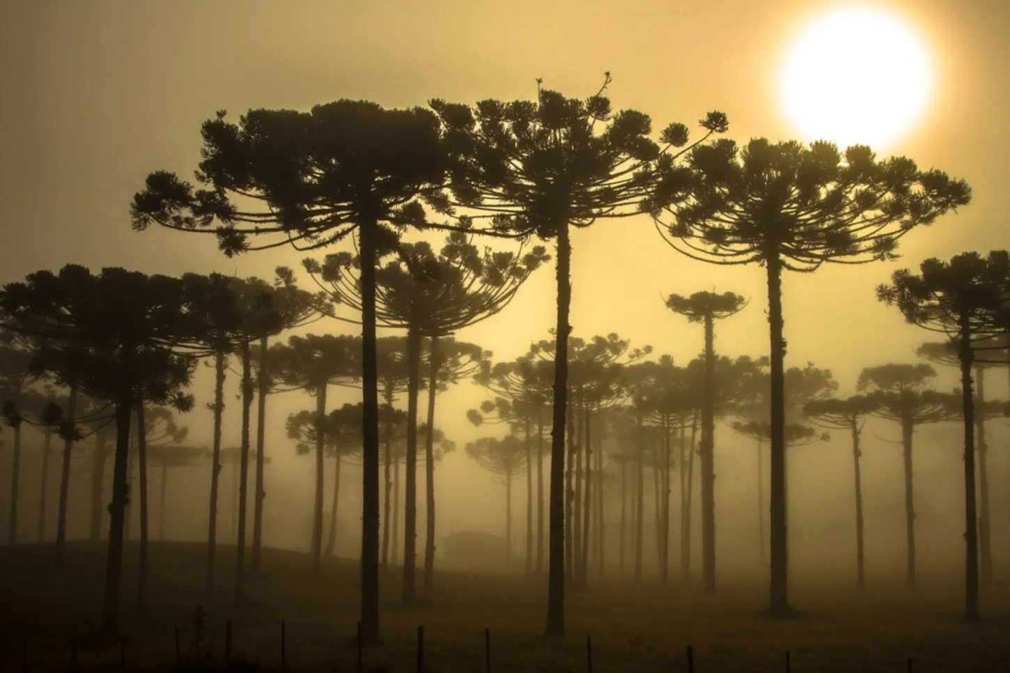 Notícias - Respostas locais reduzirão riscos diante da emergência climática