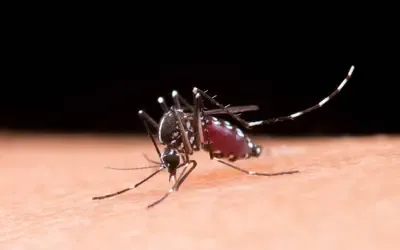 Saúde | Dengue - Brasil registra 1,66 milhão de casos prováveis de dengue em 2025