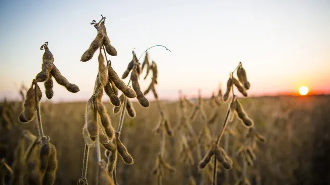 Soja inicia semana operando em queda na Bolsa de Chicago, mas ainda de olho na demanda chinesa