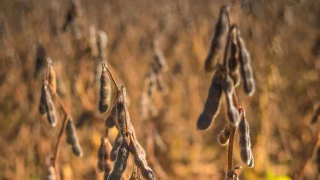 Soja sobe em Chicago nesta 3ª feira, recuperando-se das baixas da sessão anterior e acompanhando o óleo