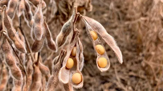 Soja tem manhã de estabilidade em Chicago nesta 5ª feira, monitorando fundamentos e macrocenários