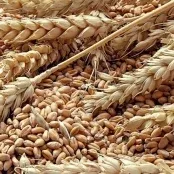 Trigo/Cepea: Agentes brasileiros estão de olho na safra argentina