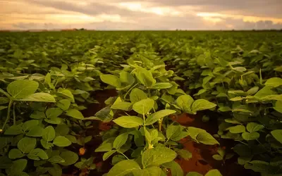 Agronegócios | Soja - Lavouras de soja progridem como esperado e Brasil deve bater recorde em 2026