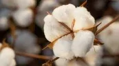 Algodão/Cepea: Brasil deve manter protagonismo no mercado global da pluma em 2026