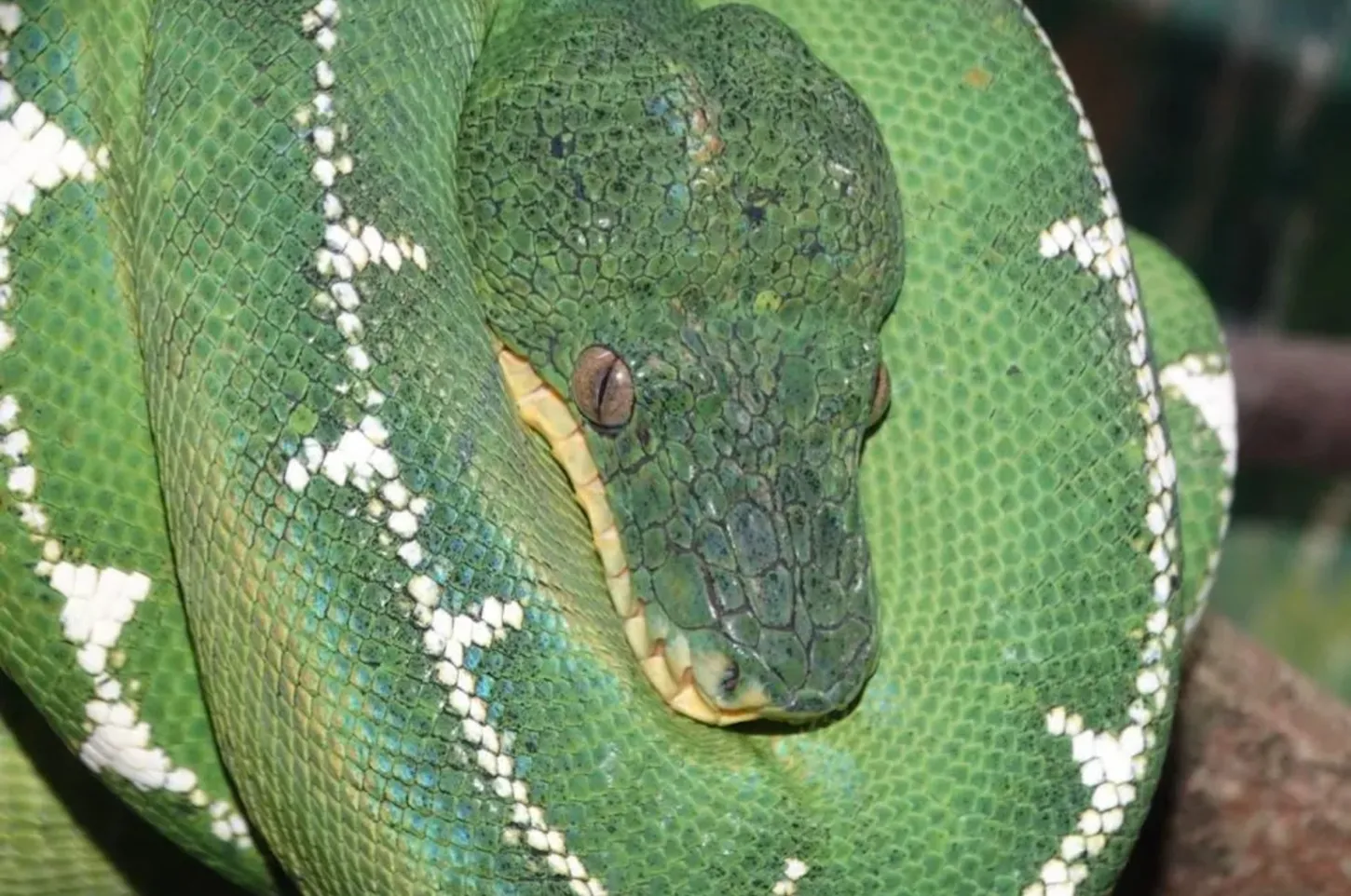 Análises - O preço invisível do tráfico: quem paga a conta das serpentes exóticas no Brasil?