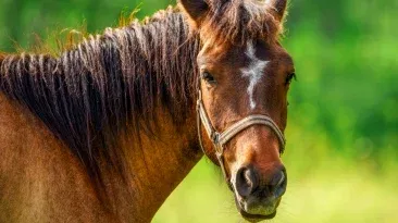 Brasil ganha novo laboratório de reprodução equina no Rio Grande do Sul e projeta salto na genética e economia do setor
