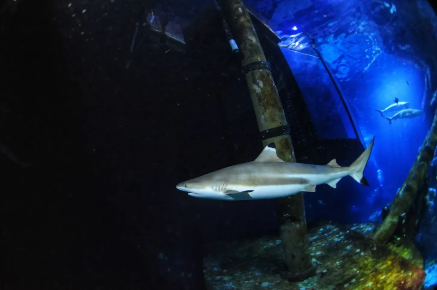 Externo - Tubarões são famosos por seus dentes ameaçadores, mas a acidificação dos oceanos pode torná-los mais fracos