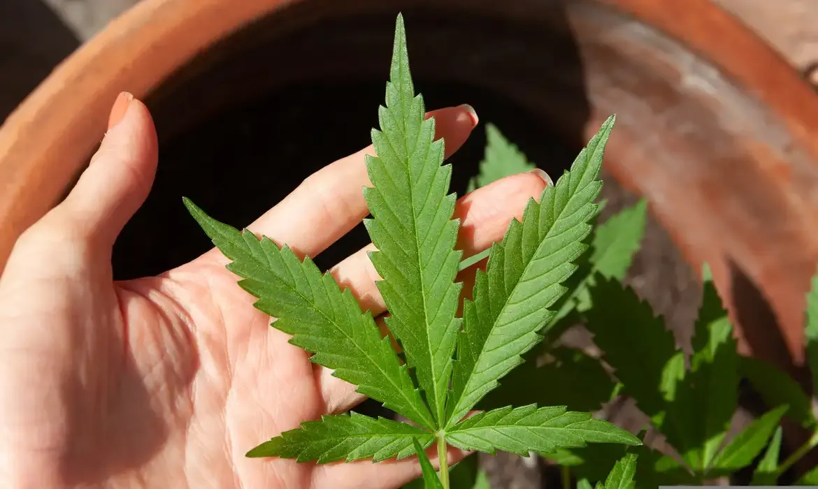 Saúde - Anvisa discute nesta quarta regras para a produção de cannabis no país