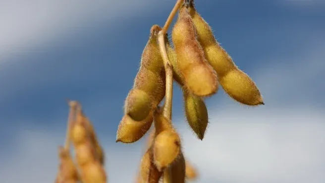 Soja: Preços sobem nesta 2ª feira (5) em primeira sessão cheia de 2026 na Bolsa de Chicago