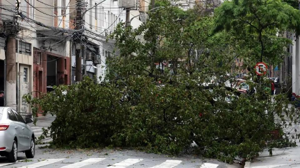 VÍDEO - Brasil - SGC TV: Nova lei desburocratiza poda e corte de árvores em caso de omissão do poder público