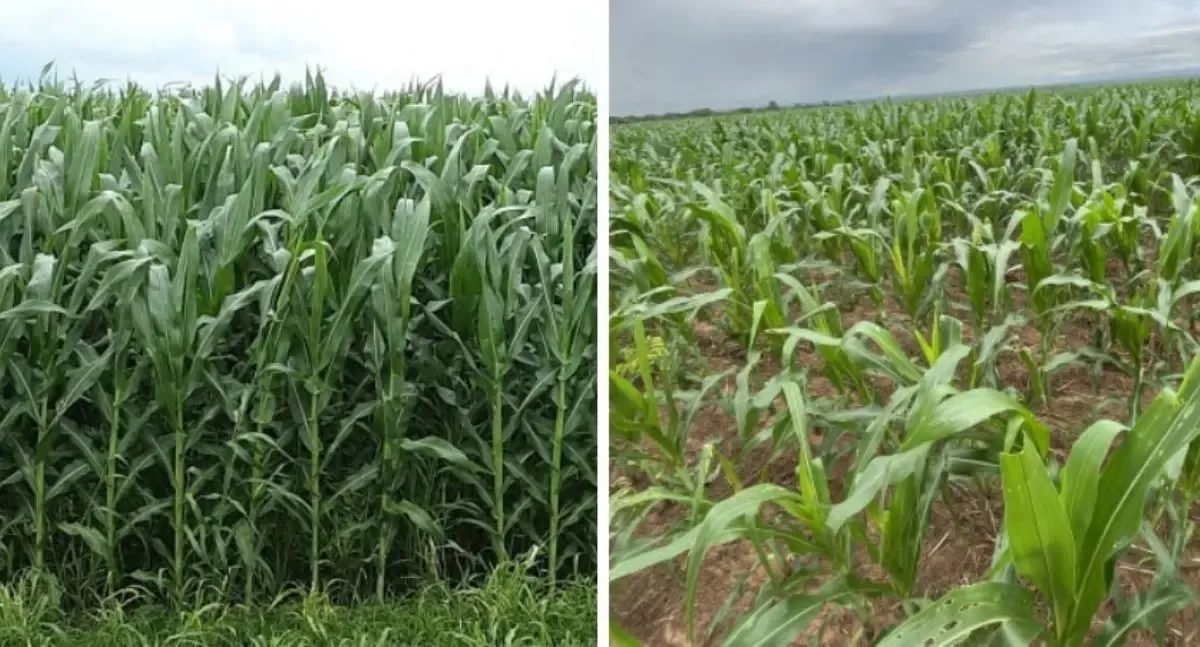 Agro - Chuvas regulares impulsionam soja e milho em Rondônia na safra 2025/26