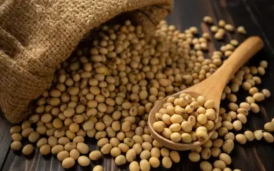 Agronegócios | Soja - Soja e trigo hoje: confira as cotações para esta sexta-feira (6)