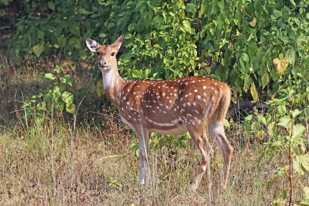 Colunas - Nova ameaça no Pantanal: o cervo Axis ou chital chegou ao Bioma