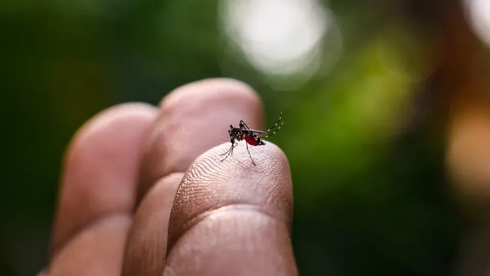 Estudo explica diferença de sintomas entre febre do Oropouche e dengue
