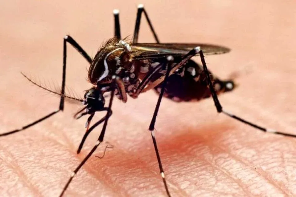 INFECÇÕES - Europa: temperatura alta pode elevar transmissão do vírus Chikungunya