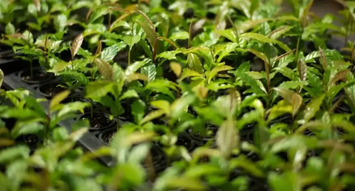 Meio Ambiente -  Mata Atlântica se torna modelo global de restauração florestal