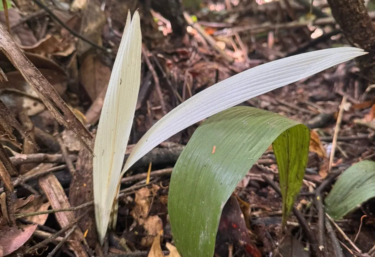 Notícias - Palmeira “albina” intriga pesquisadores em reserva do Acre