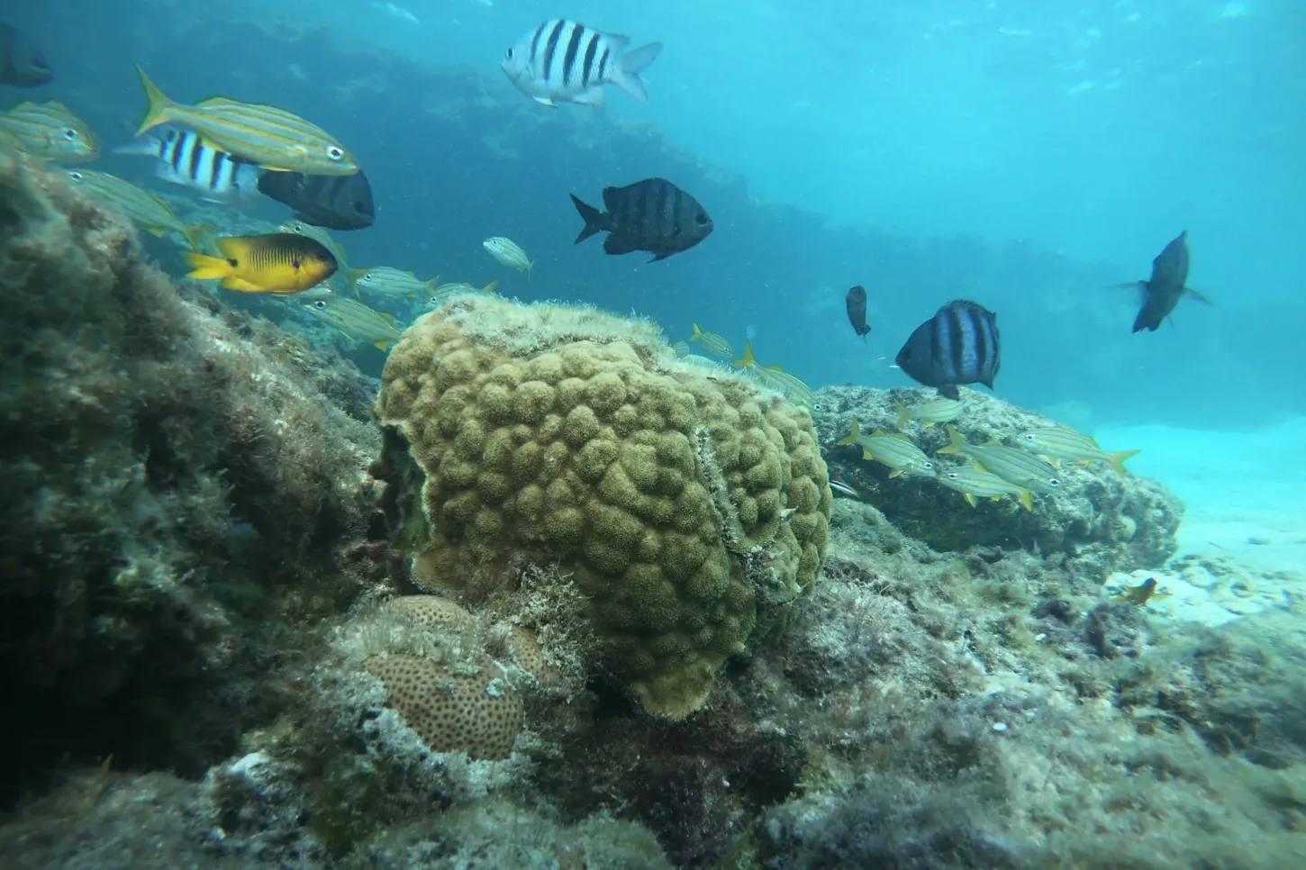 Salada Verde - BNDES inicia mapeamento nacional de recifes de coral com investimento de R$ 5,5 milhões