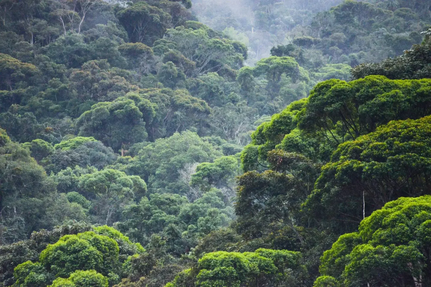 Salada Verde - Justiça afasta indenização milionária envolvendo desapropriação no Parque Nacional do Caparaó
