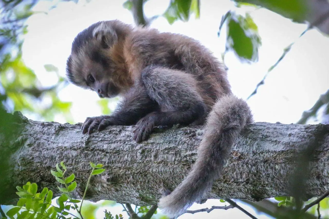 Salada Verde - Pesquisadores registram caso inédito de macaco-prego leucístico no Ceará