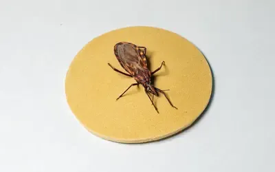 Saúde | Doenças - DOENÇA DE CHAGAS: cerca de 90% dos pacientes que recebem marcapasso no Hospital de Base de Brasília (DF) têm a doença
