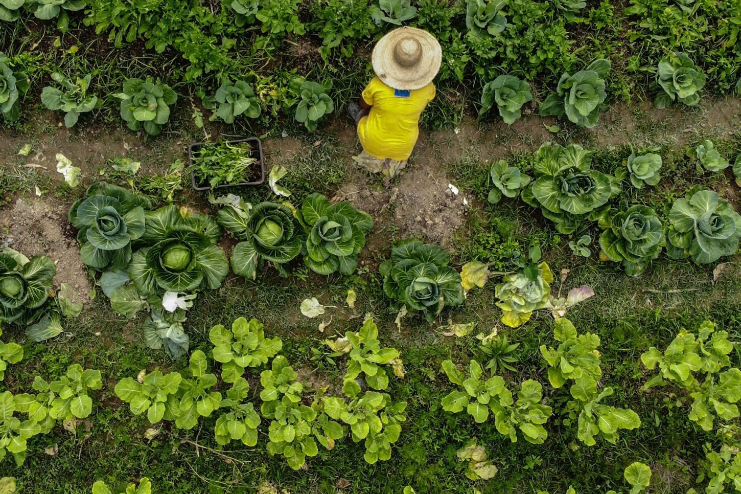 Análises - Ano Internacional da Agricultora 2026: uma agenda para a América Latina e o Caribe