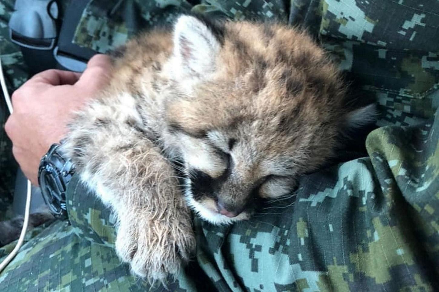 Análises - Quando é melhor matar do que ferir: a contradição do novo decreto ambiental