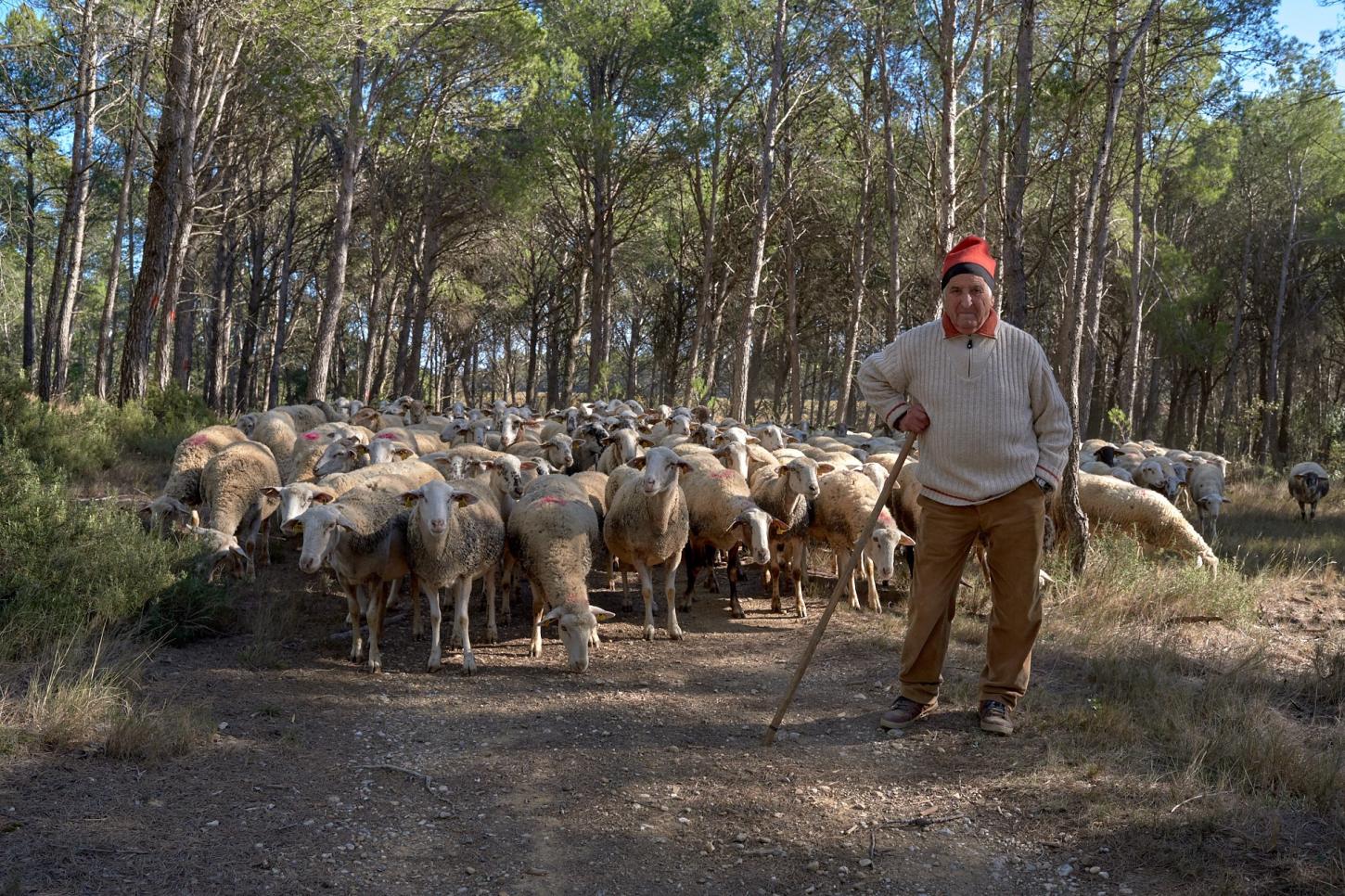 Análises - Sem passar a boiada: rebanhos europeus viraram bombeiros de verdade