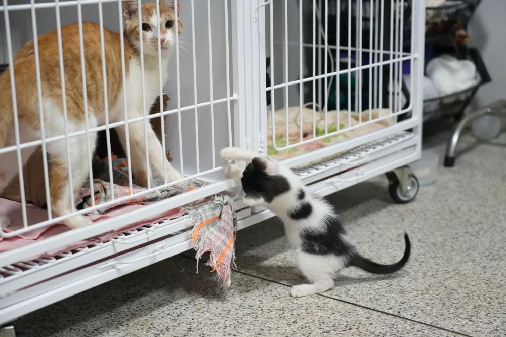 Geral-  Denúncias ajudam a combater maus-tratos e proteção animal na capital