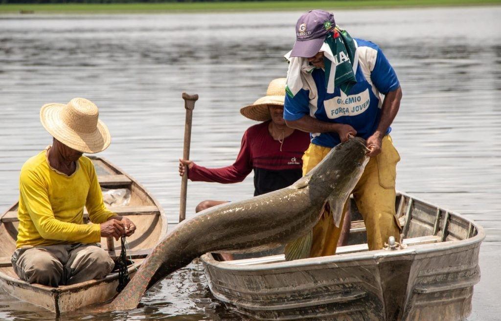 Geral - Pirarucu é classificado como invasor fora da área natural e Ibama libera pesca sem limite em área do rio Madeira