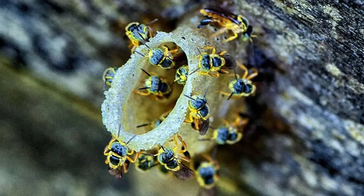 Notícias - Dia do Mel destaca apicultura em Porto Velho