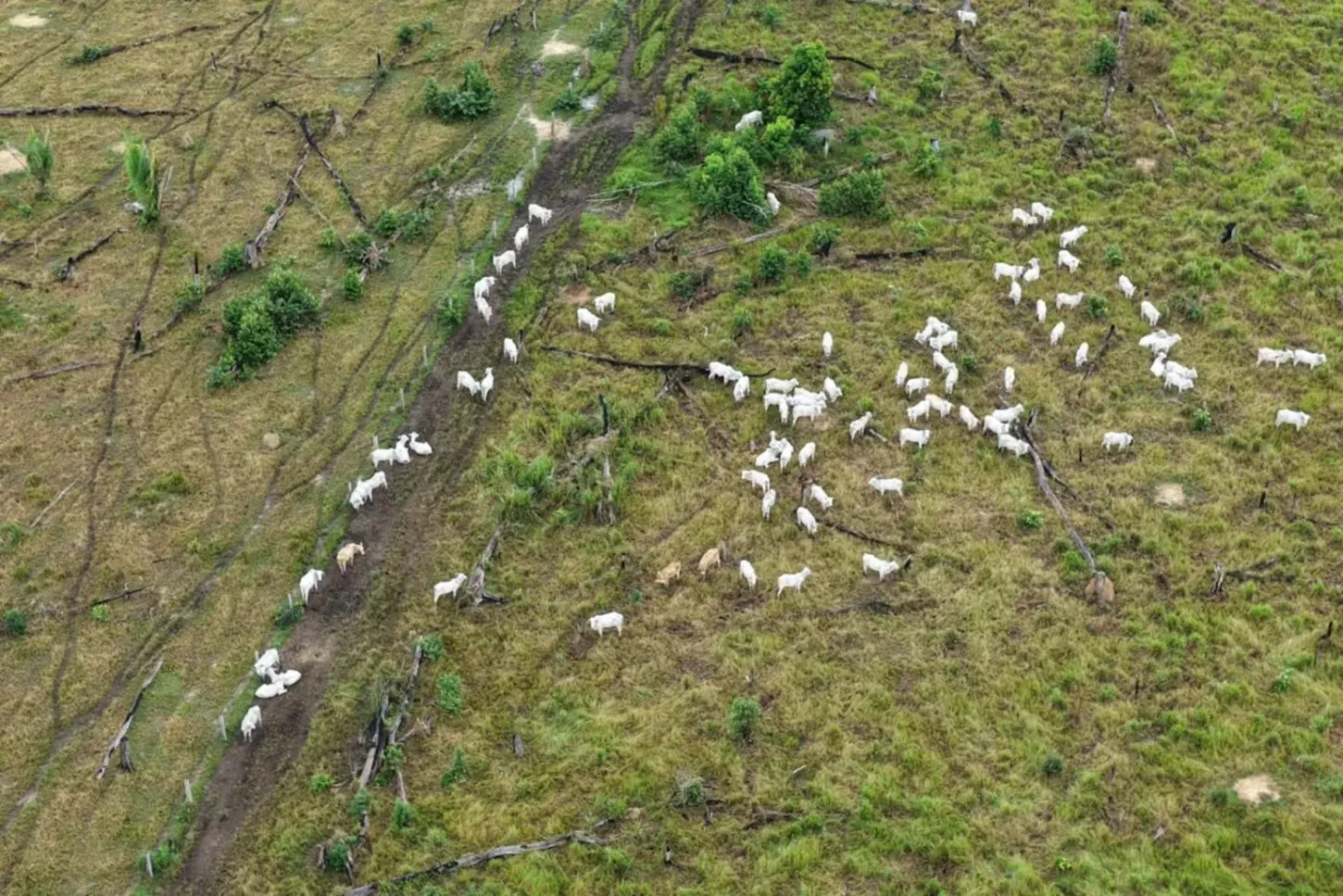 Notícias - Ipaam embarga 220 hectares e aplica R$ 1,7 milhão em multas no sul do AM