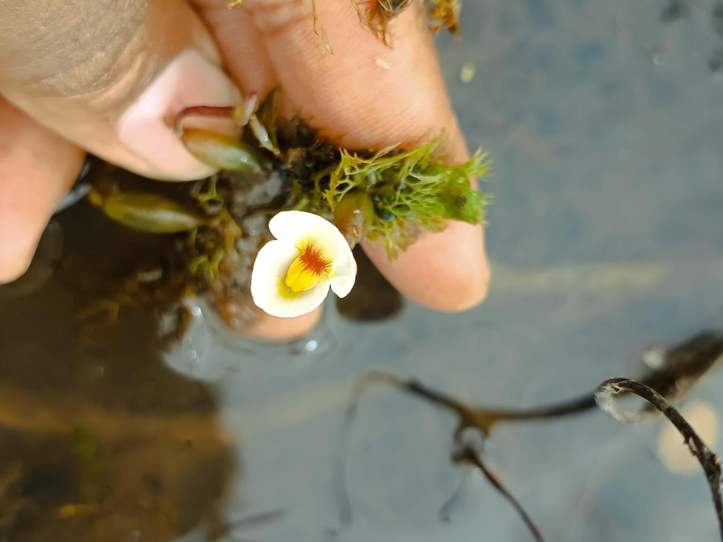 Notícias - Planta carnívora rara reaparece no Nordeste após décadas sem registros