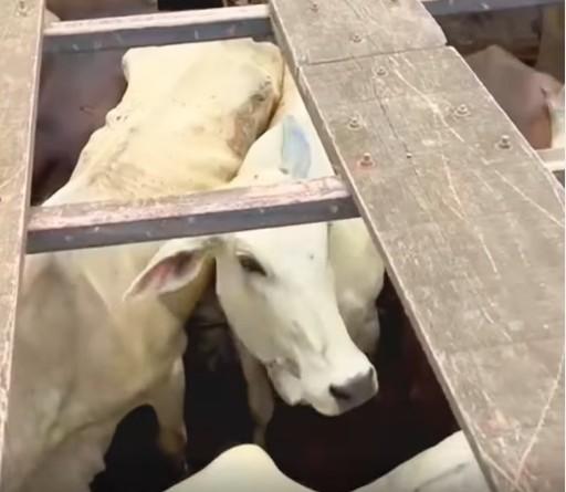 Polícia - Polícia Civil recupera gado furtado em Buritis