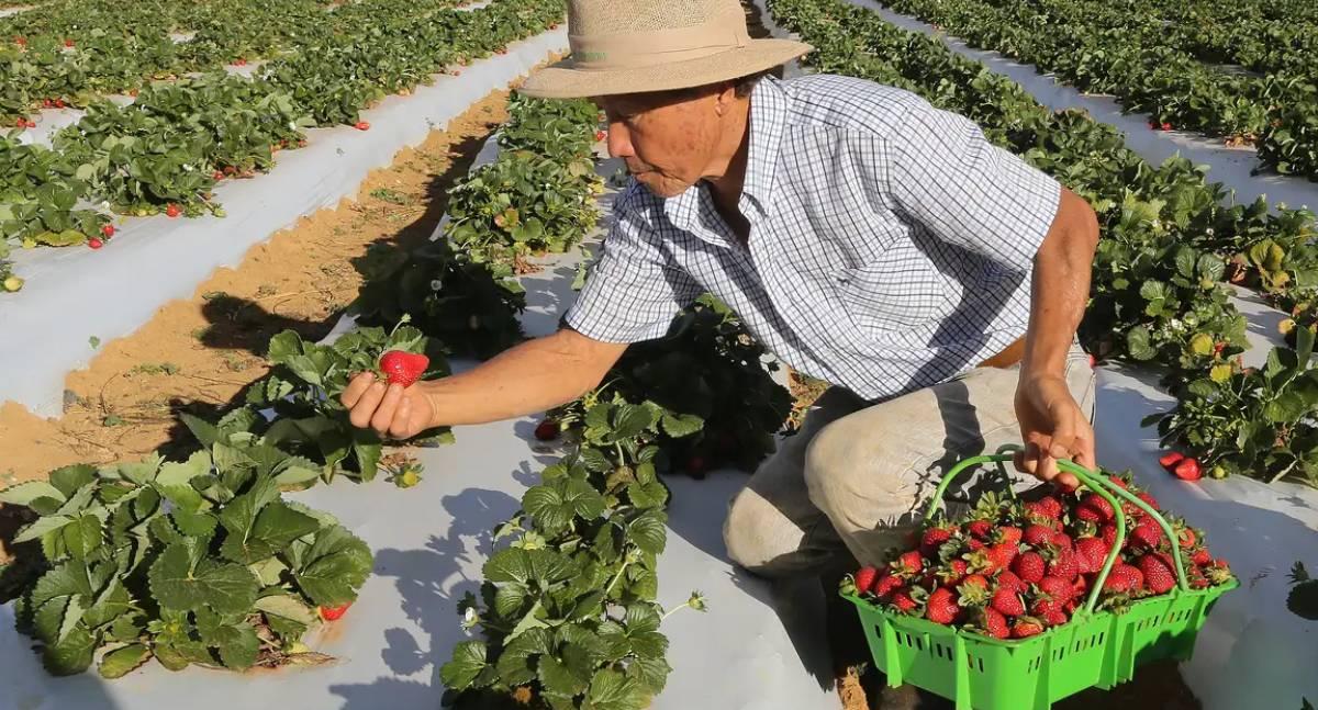 Política - Governo inicia pagamento do Garantia-Safra para 685 mil agricultores familiares