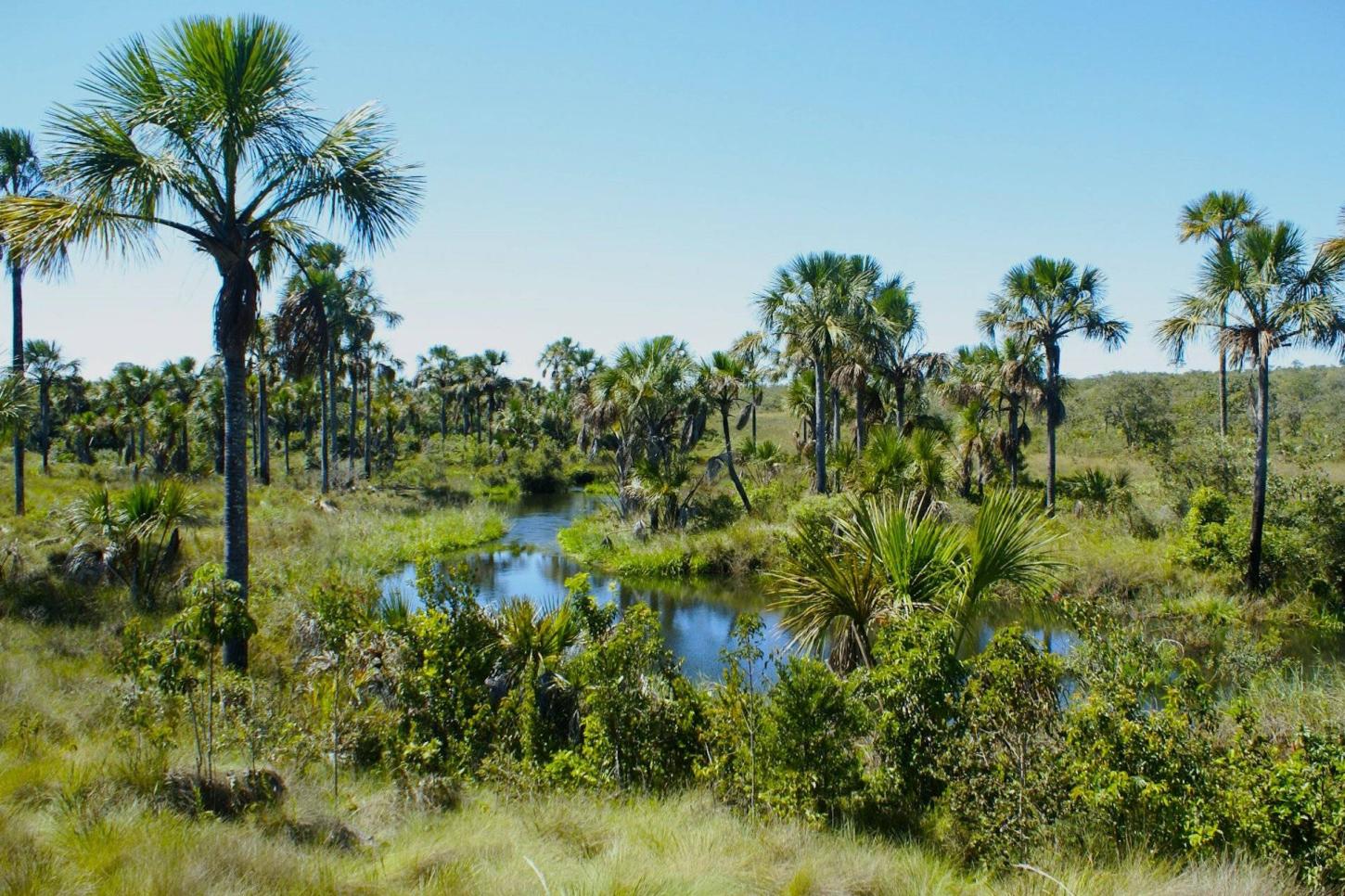 Reportagens - A força da sociobiodiversidade que mantém o Cerrado em pé