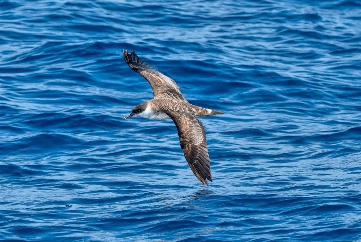 Reportagens - Pesquisa revela bactéria de mamíferos em piolho de ave marinha