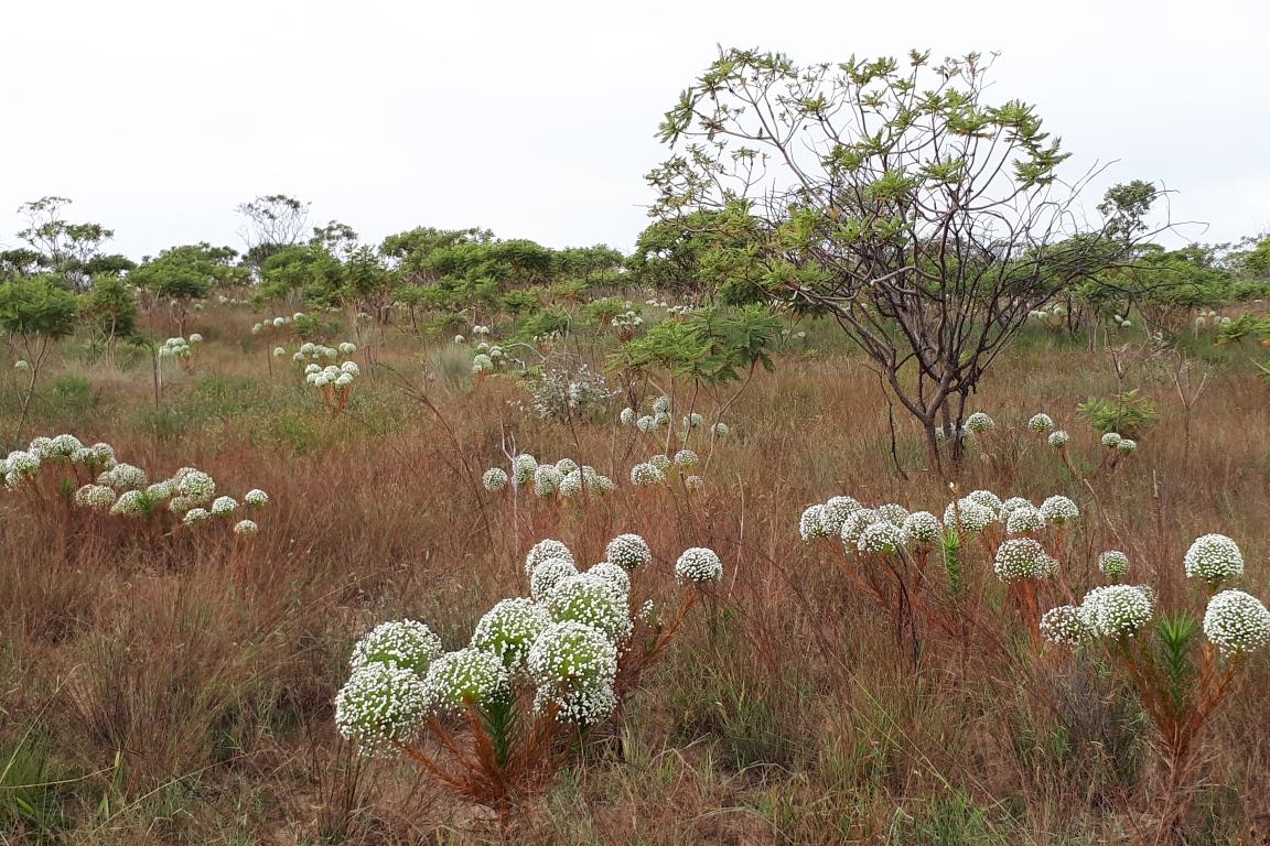Salada Verde - IBGE lança atualização do Mapa de Regiões Fitoecológicas do Brasil