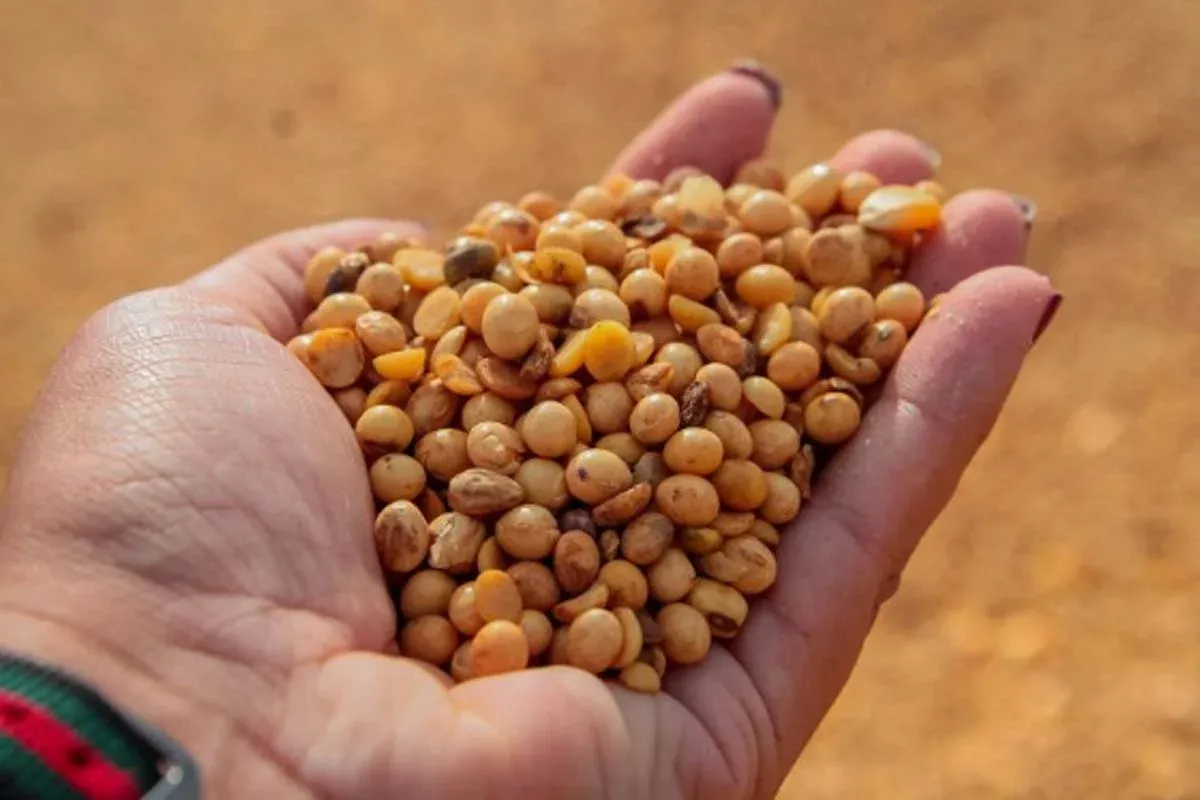SETOR PRODUTIVO - Governo de Rondônia comemora o Dia Mundial da Agricultura e destaca a força do campo no desenvolvimento do estado