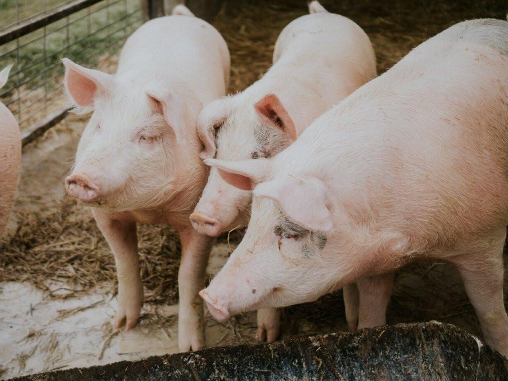 SUINOCULTURA -SUÍNOS: Alta contínua do milho segue prejudicando poder de compra