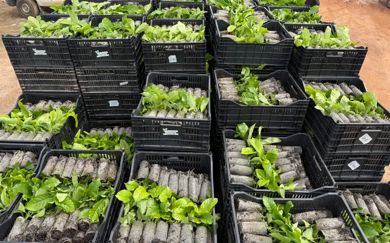 TECNOLOGIA E ORIENTAÇÃO TÉCNICA Assistência técnica impulsiona produtividade e fortalece a cafeicultura no Vale do Guaporé
